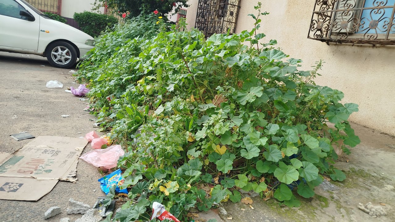 Я бесплатно очистил её сад… результат невероятный