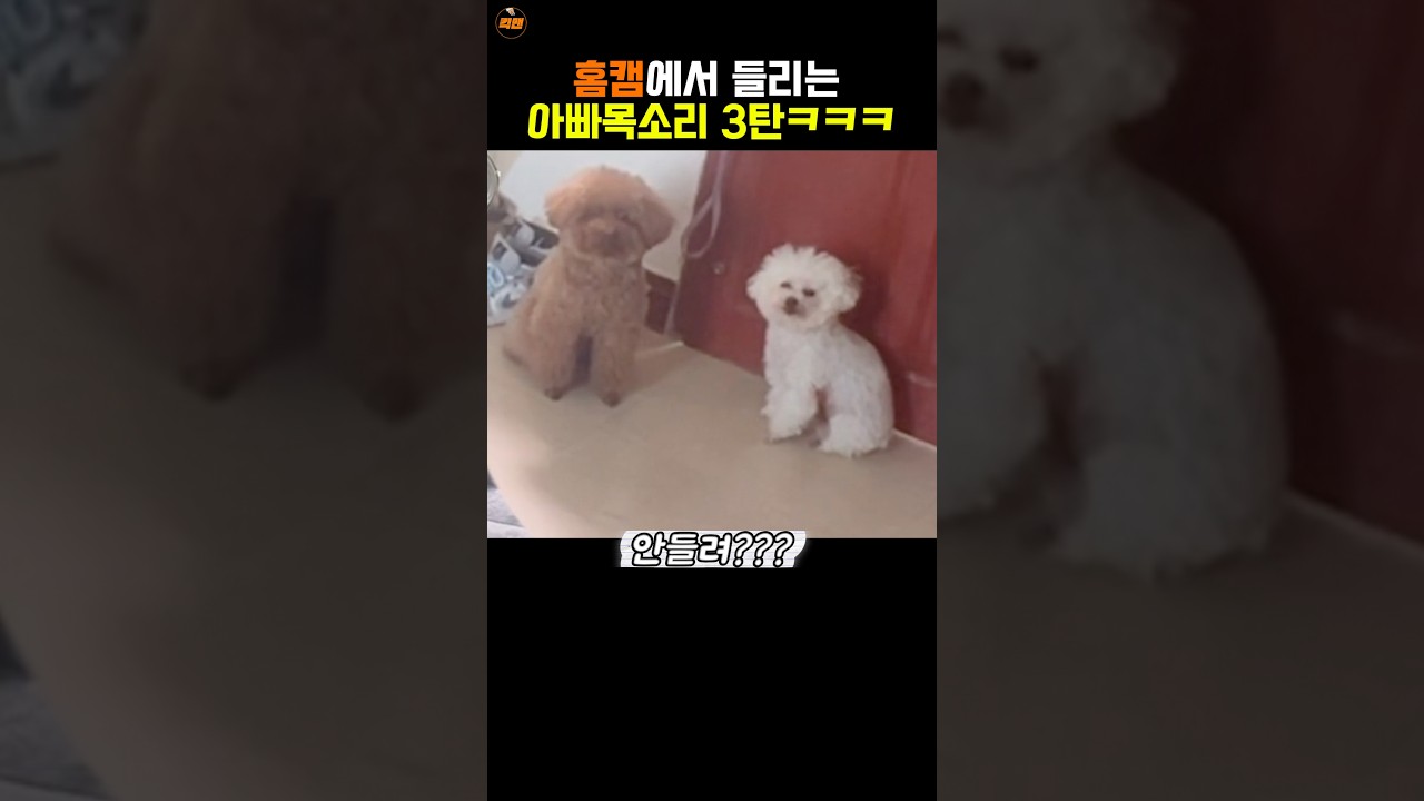 홈캠에서 아빠목소리를 들은 댕댕이들 3탄 썸네일