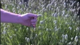 Canary Seed Prairie Grass