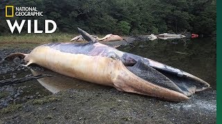 See What Happens After a Mass Whale Stranding | Nat Geo Wild
