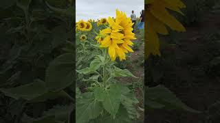 Pick Your Own Sunflower Farm Dunnstown, Victoria @goplaces1  #goplaces1 #sunflowers