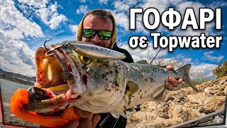 Επικη Μαχη Με Τεραστιο Γοφαρι -Topwater Fishing For Bluefish