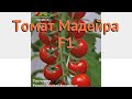 Томат обыкновенный Мадейра F1 (madeyra f1) 🌿 Мадейра F1 обзор: как сажать, семена томата Мадейра F1