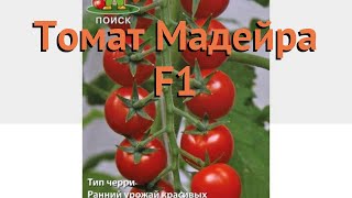 Томат обыкновенный Мадейра F1 (madeyra f1) 🌿 Мадейра F1 обзор: как сажать, семена томата Мадейра F1