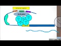 Eukaryotic Gene Regulation part 1