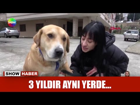 3 yıldır sahibini bekliyor