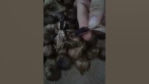 Tỏi đen  Phan Rang Ninh Thuận - Đặc Sản Việt