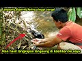 Oki si Berang-berang Pintar yang Pandai Berburu Ikan di Sungai | Smart baby Otter Catch Fish