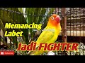 Pancingan Suara Lovebird Jitu Memancing Labet Jadi Fighter Ngetik Dan Ngekek Panjang Mp3 - Mp4 Download
