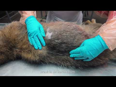 Pathologisch onderzoek bij de wolf door het DWHC Universiteit Utrecht by Faculteit Diergeneeskunde - Universiteit Utrecht
