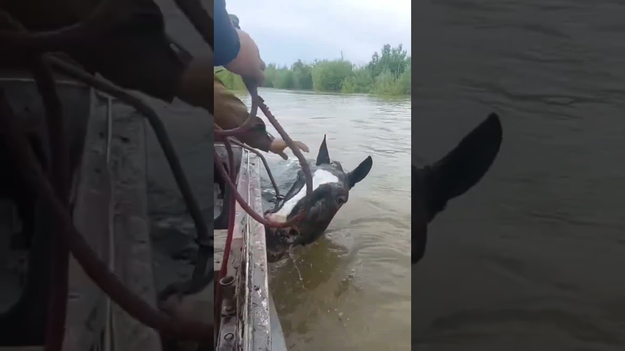 #help #спасение #movie #лошадь #horse #конноеранчо #life #animals #моялошадь