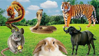 Chinese New Year Animal Life Part 1: Mouse, Buffalo, Tiger, Rabbit, Dragon, Snake -  Animal Sounds
