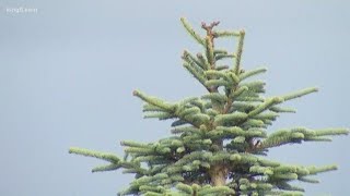Dozens of trees cut, stolen from tree lot