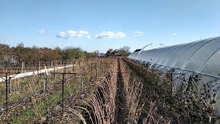 видео: МЕТОДЫ ОСЕННЕЙ ОБРЕЗКИ ВИНОГРАДА 🍇 картинка: МЕТОДЫ ОСЕННЕЙ ОБРЕЗКИ ВИНОГРАДА 🍇
