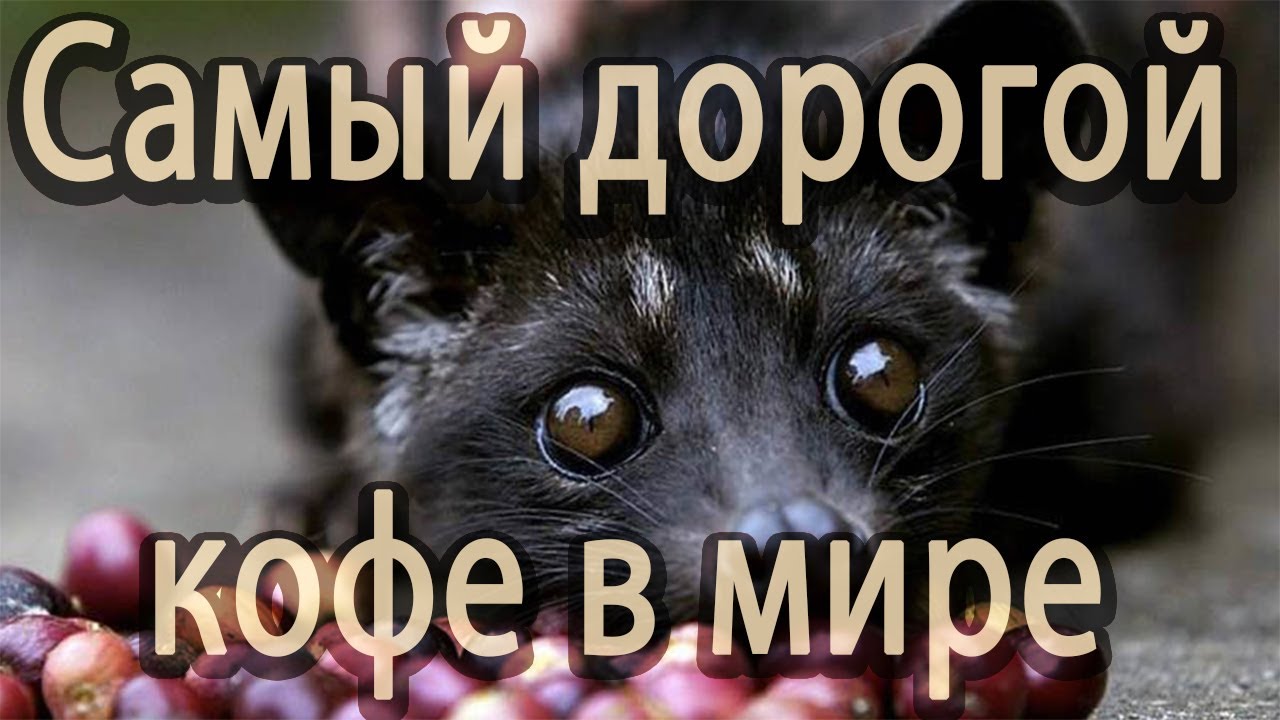 Самый дорогой кофе в мире. Мусанги - YouTube