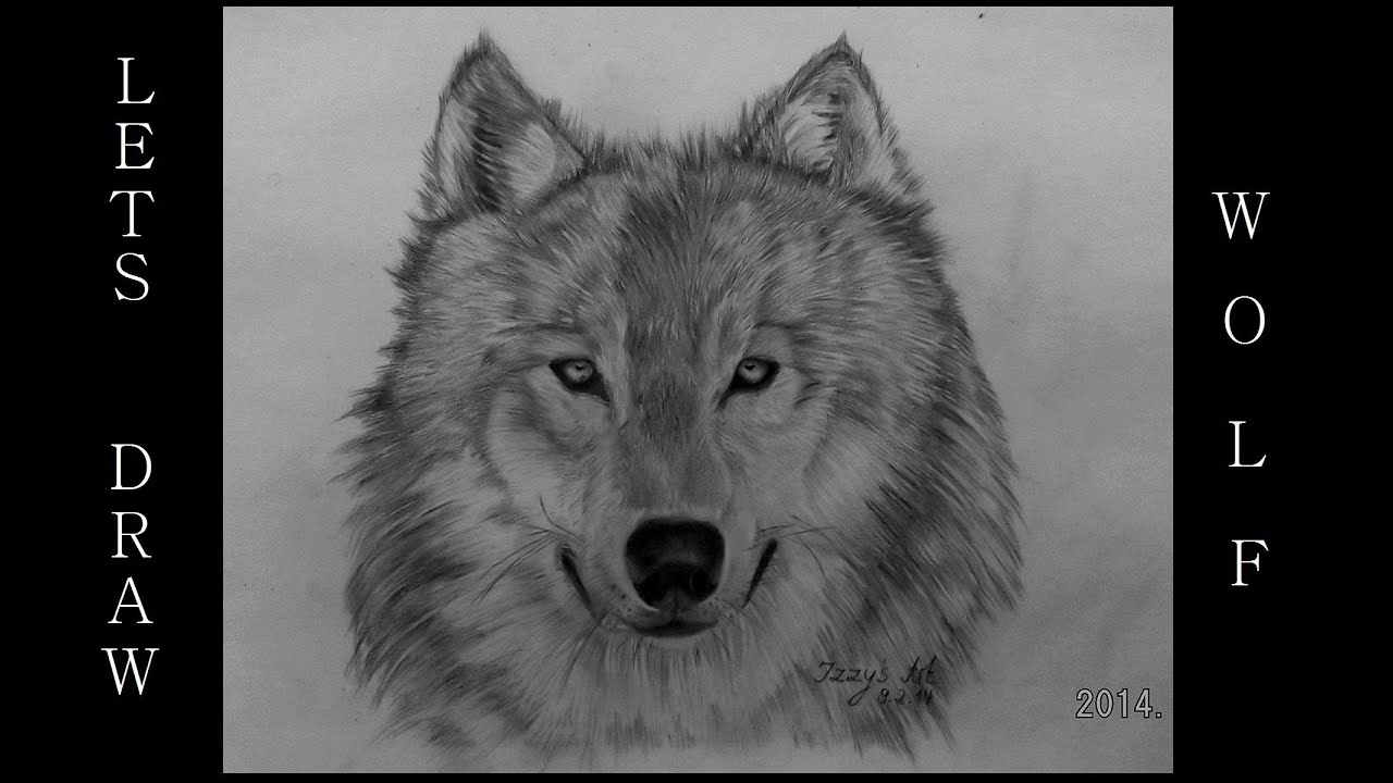 Lets Draw A White Wolf Wolf Tutorial Youtube