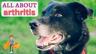 How To Diagnose Arthritis in Dogs + Cats: causes + symptoms