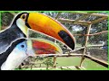 We Finally Have an Outdoor Toucan Aviary!