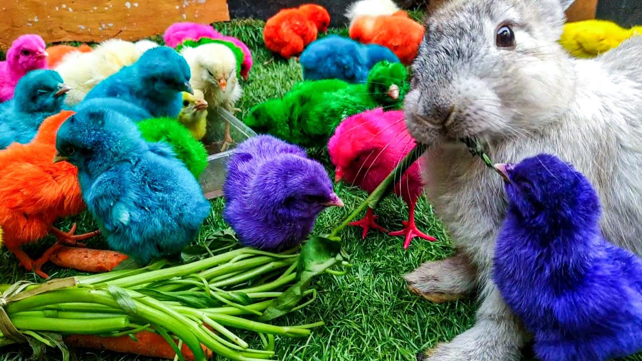 Anak Ayam 🐤 Berebut Makanan Dengan Kelinci Kesayangan Ayam Warna