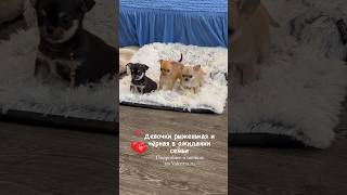 Щенки чихуахуа в продаже. #chihuahua #чихуахуа #щенок #puppy #щенкичихуахуа #купитьчихуахуавмоскве