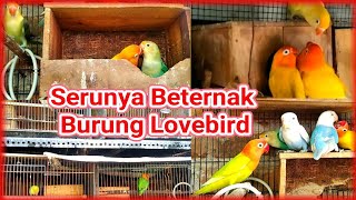 Update Kandang Ternak Lovebird Sayur,Pelihara LB Yang Penting Dinikmati Urusan Untung Itu Bonus