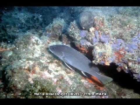 Video: Ribniške ribe: vrste, imena, fotografije