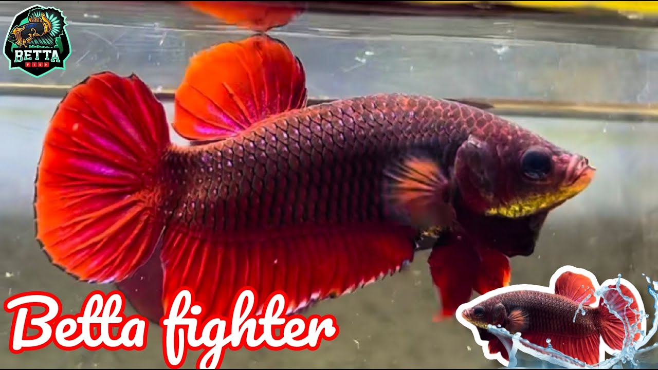 Rare RED BAGAN Betta Fish | Most Beautiful Fighter in Cambodia