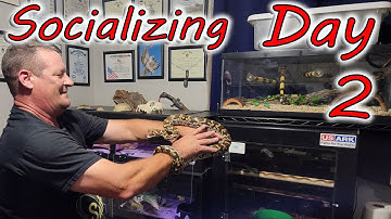 🩸2nd Day Handling The New Sri Lankan Python, Who Hates Me.