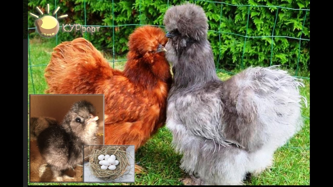 КУРрорт - супер увлечение для всей семьи! Выводите цыплят и выращивайте кур несушек с нами!