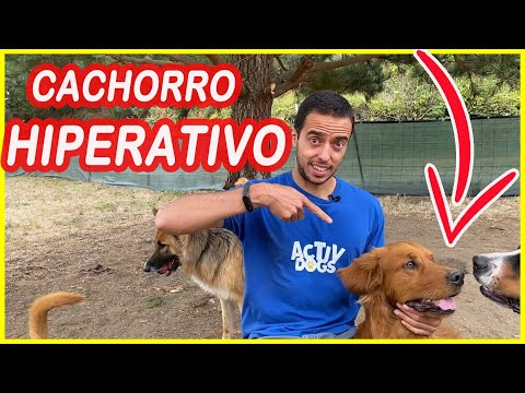 Vídeo: Como Acalmar Um Cão Hiperativo