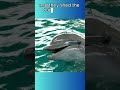 Dolphins shed their skin EVERY 2 HOURS!🐬🐬🌊#animals #animalfacts #shorts