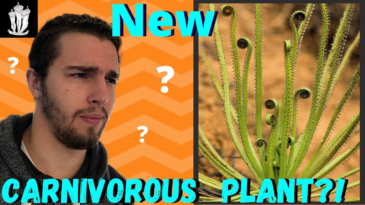 We're Getting Another Carnivorous Plant? - Drosophyllum lusitanicum
