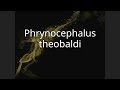 Ref:PTMXPmSlF_0 Phrynocephalus theobaldi