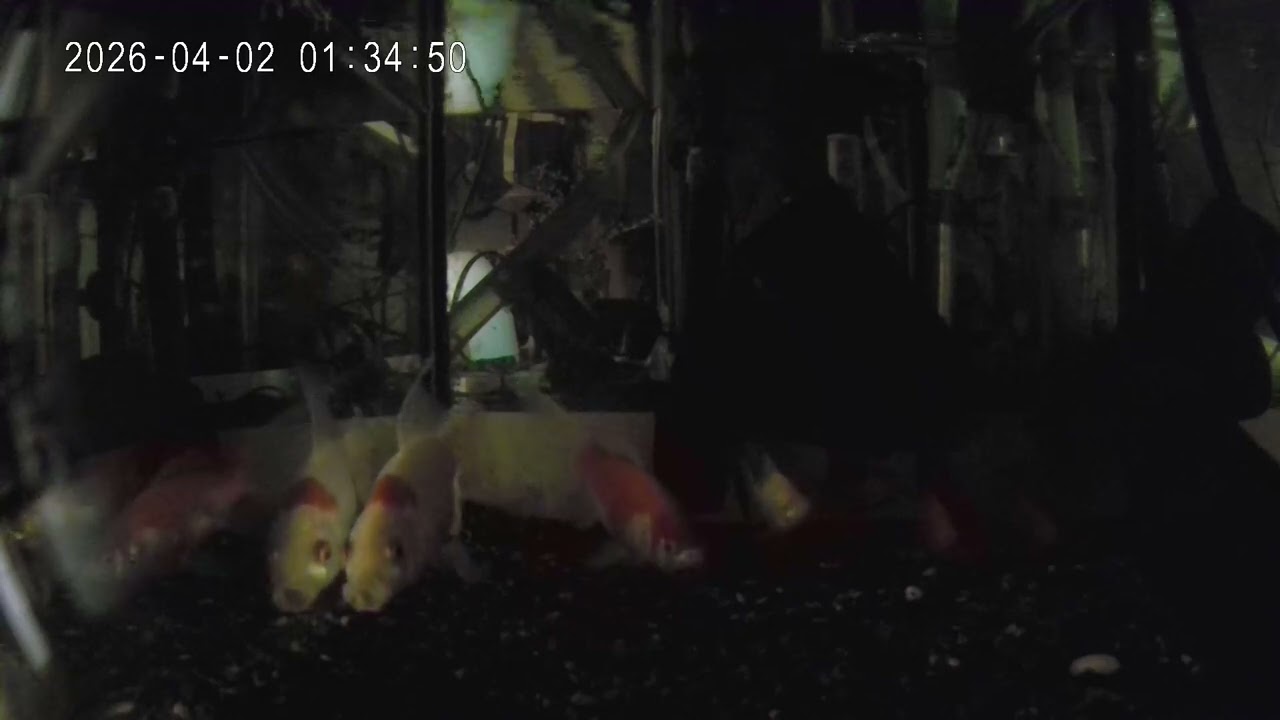 2026-04-02 60cm水槽(夜) - YouTube 2026-04-02 60cm水槽(夜) - YouTube