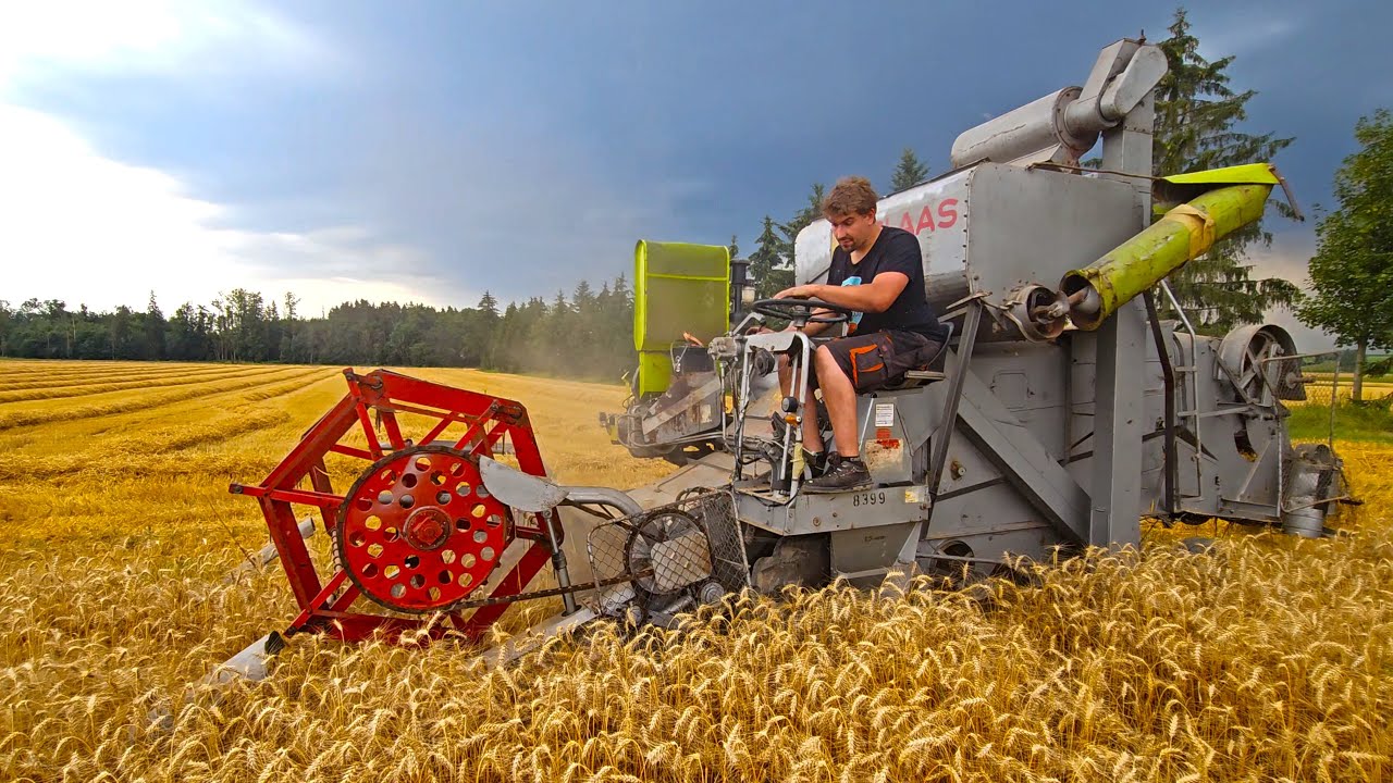Claas Schüttlermähdrescher COLUMBUS m. VW Käfer Ottomotor Typ122 Baujahr 1963 beim Getreide dreschen