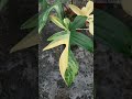 philodendron florida beauty