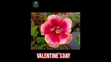 Thumbnail of #greenrooftop #gardenplants #garden #gardenflowers #plants #tree #nature #naturebeauty #song #music