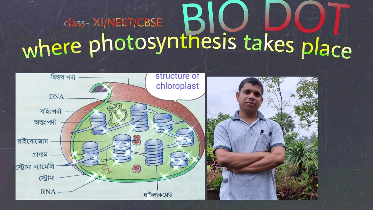 where photosynthesis takes place ?/Indroduction of