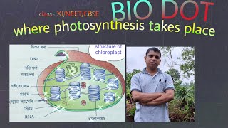 where photosynthesis takes place ?/Indroduction of photosynthesis screenshot 2