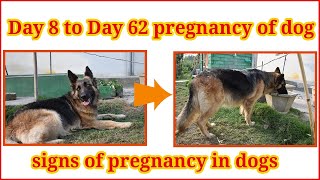 German Shepherd pregnancy day by day 62 days of complete pregnancy Dogs pregnancy symptoms signs