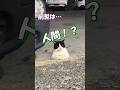 人間っぽい猫がこんなにいるんだ… #海外 #動物 #funnyanimals