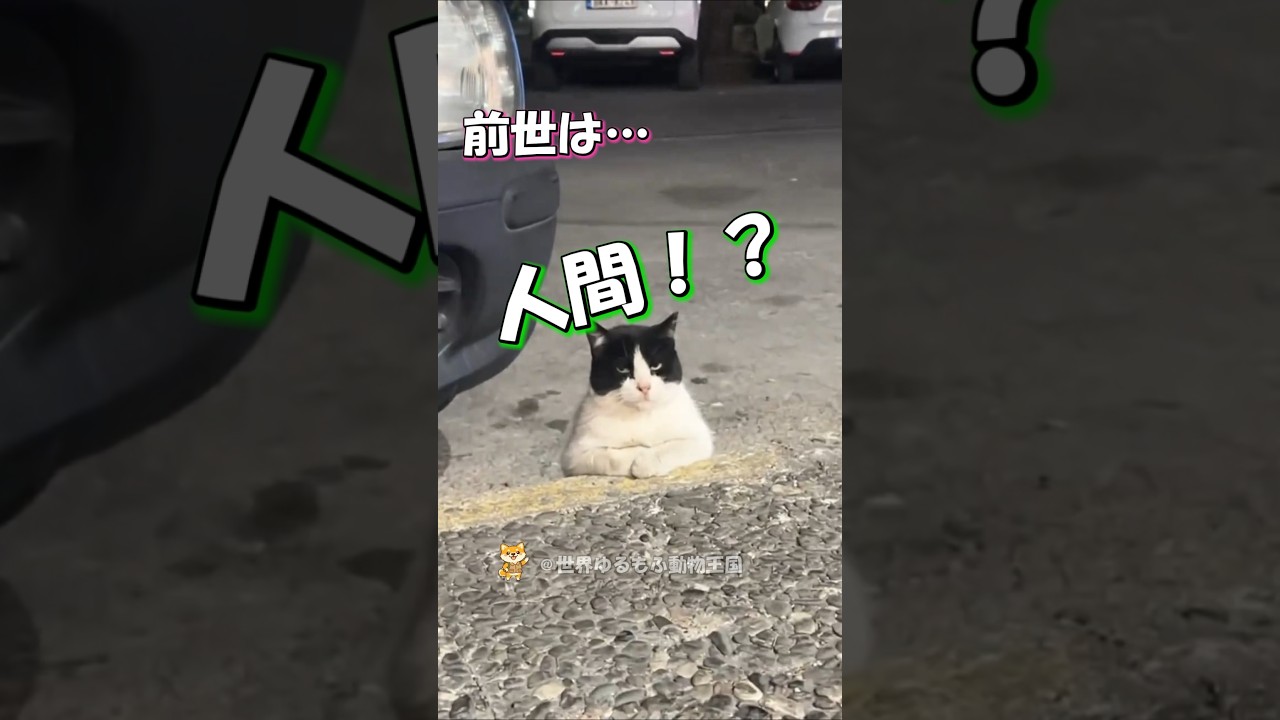 人間っぽい猫がこんなにいるんだ… #海外 #動物 #funnyanimals
