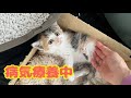 【母猫に捨てられた子猫】病気療養中の子猫を隔離しつつ遊んでいたら、先住犬の老犬がビックリする行動に出ました！