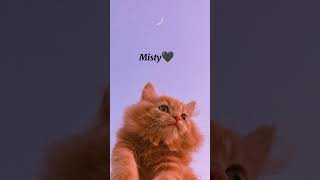 Nama-nama kucing 🌼🖤#kucing#imut