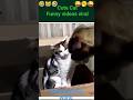 Funny animalss2024funny catsdogss viral trendingshorts.sviral reels.s