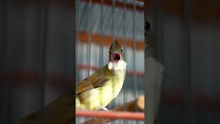 Cucak Jenggot Dorcor cucakjenggot masteranburung burungkicau