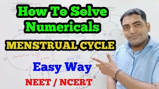 How to Solve Numericals of Menstrual Cycle ? | Easy Way | NEET / NCERT