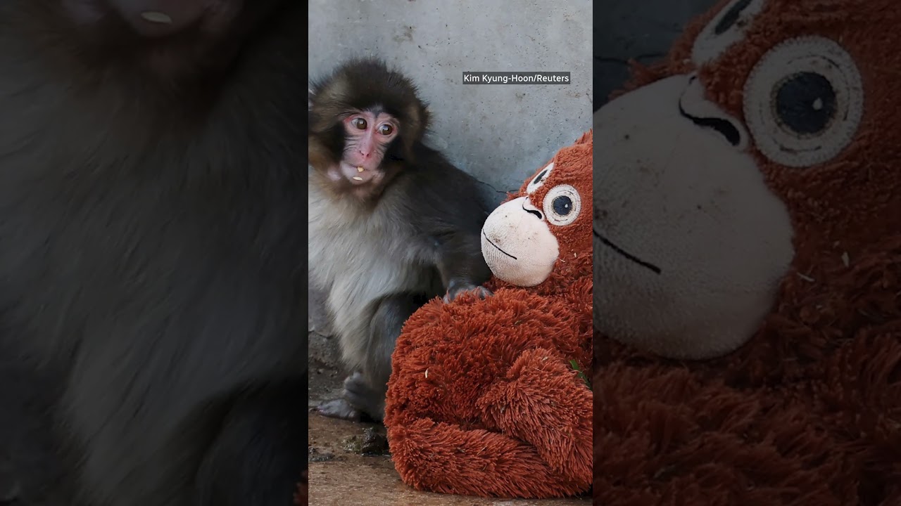 All eyes are on Punch the monkey and how animals are raised in captivity