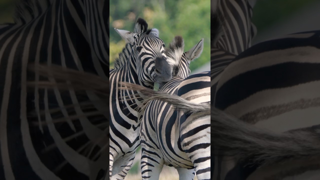 Chapmans zebra