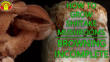 How to grow Shiitake Mushrooms | Browning INCOMPLETE ( 7 Day Time Lapse)